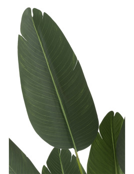 imagem de Planta Strelitzia Artificial Verde Pequeno2