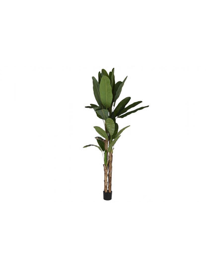 imagem de Planta Pe Bananeira Verde 1