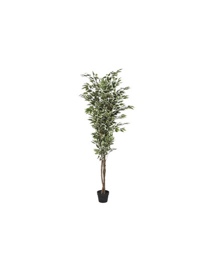 imagem de Planta Pe Ficus Verde 1