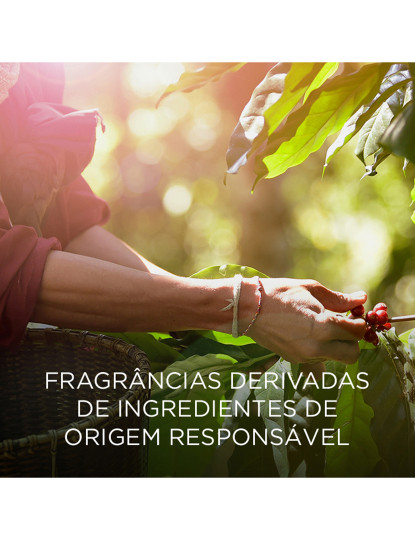 imagem de Airwick Botanica Aerosol Vetiver das Caraíbas4